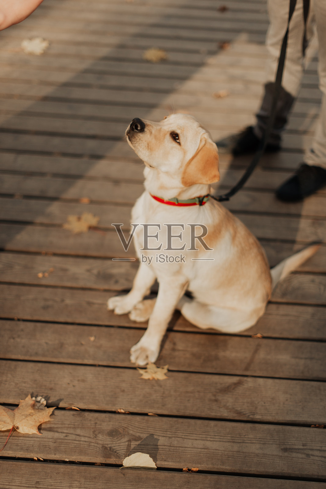 小拉布拉多小狗坐在木地板上照片摄影图片