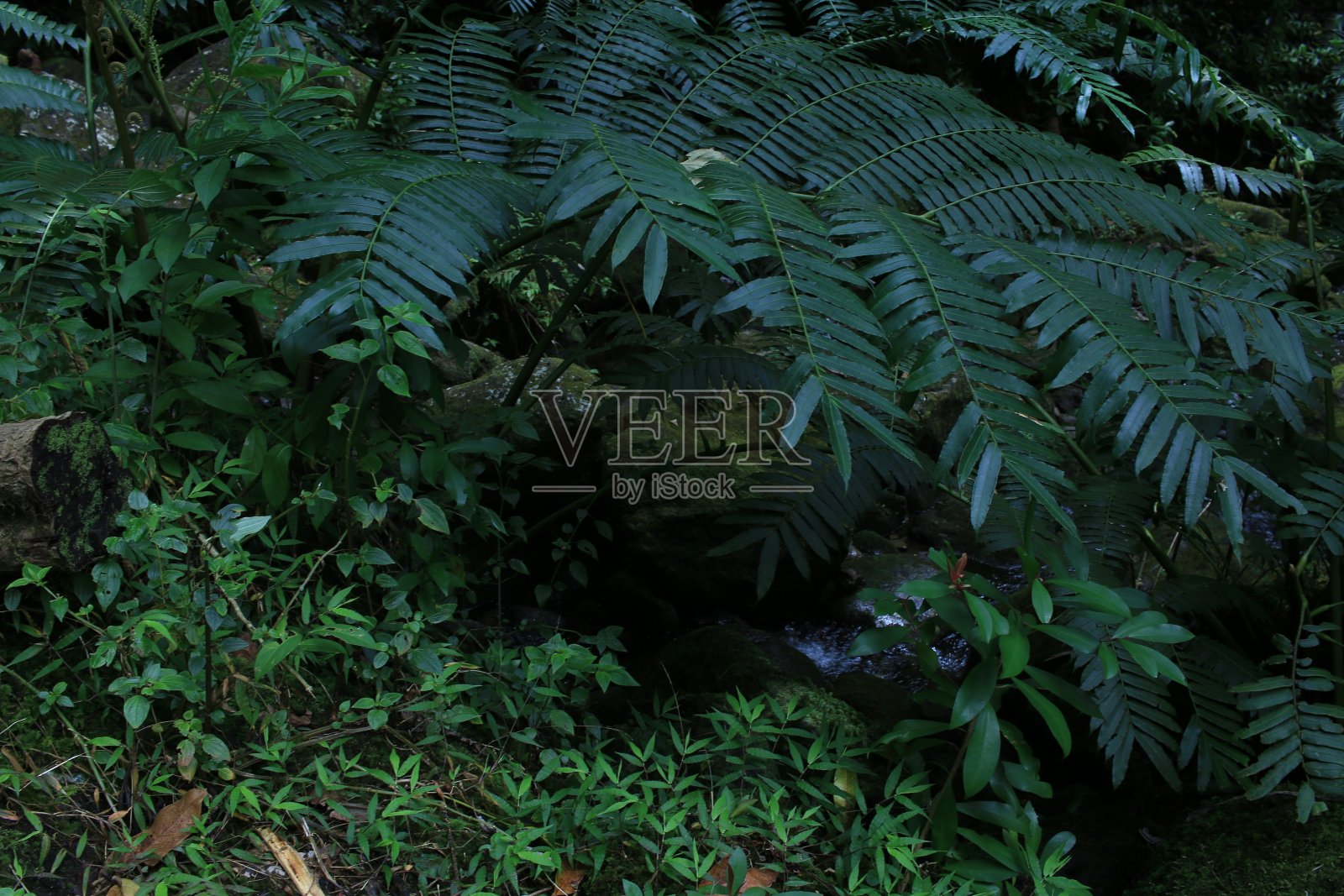 青山绿林照片摄影图片