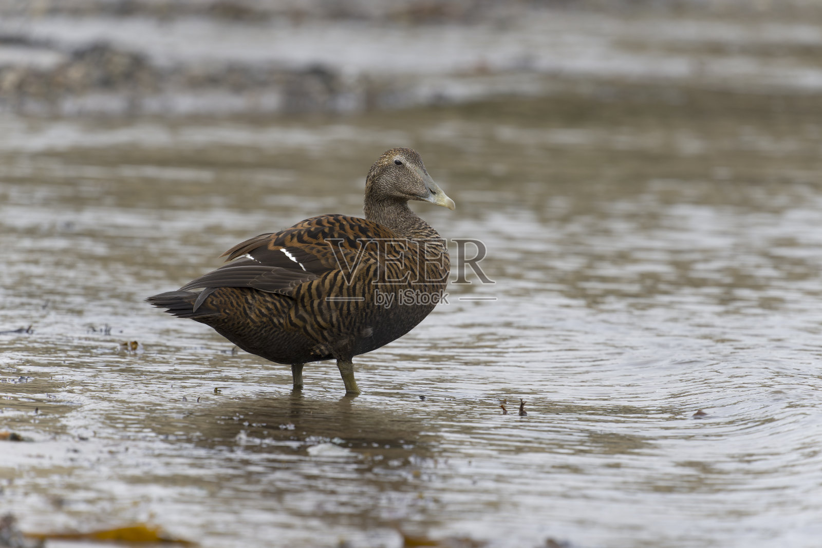 Eider duck，软软的so物质，照片摄影图片