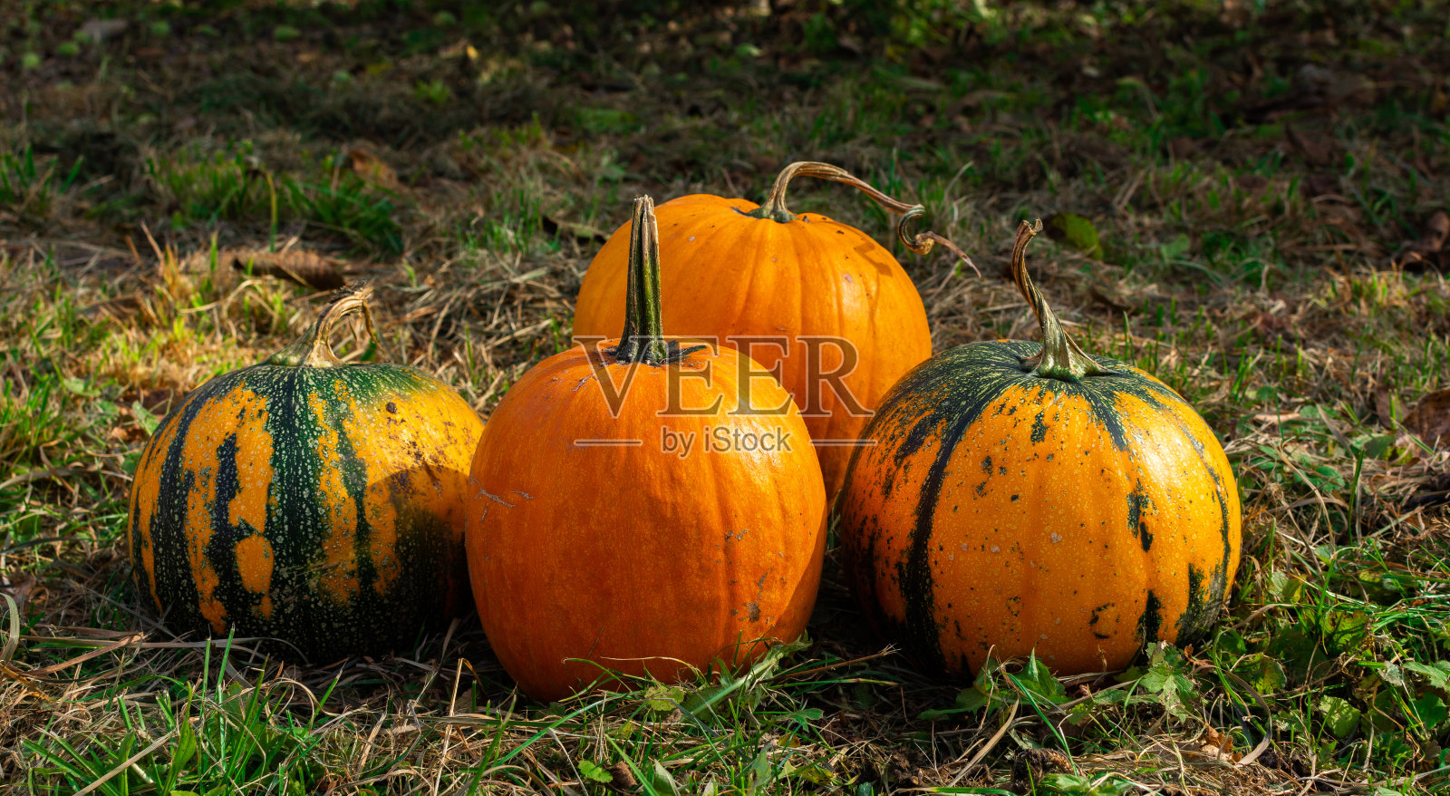 花园里成熟的有机南瓜照片摄影图片