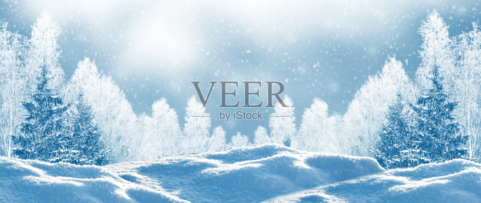 冬天的森林里，白雪覆盖着树木。户外照片摄影图片