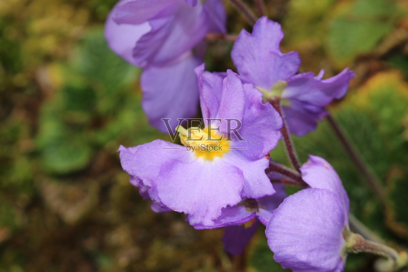 "娜塔莉的拉蒙达"花 - 拉蒙达娜塔莉亚照片摄影图片