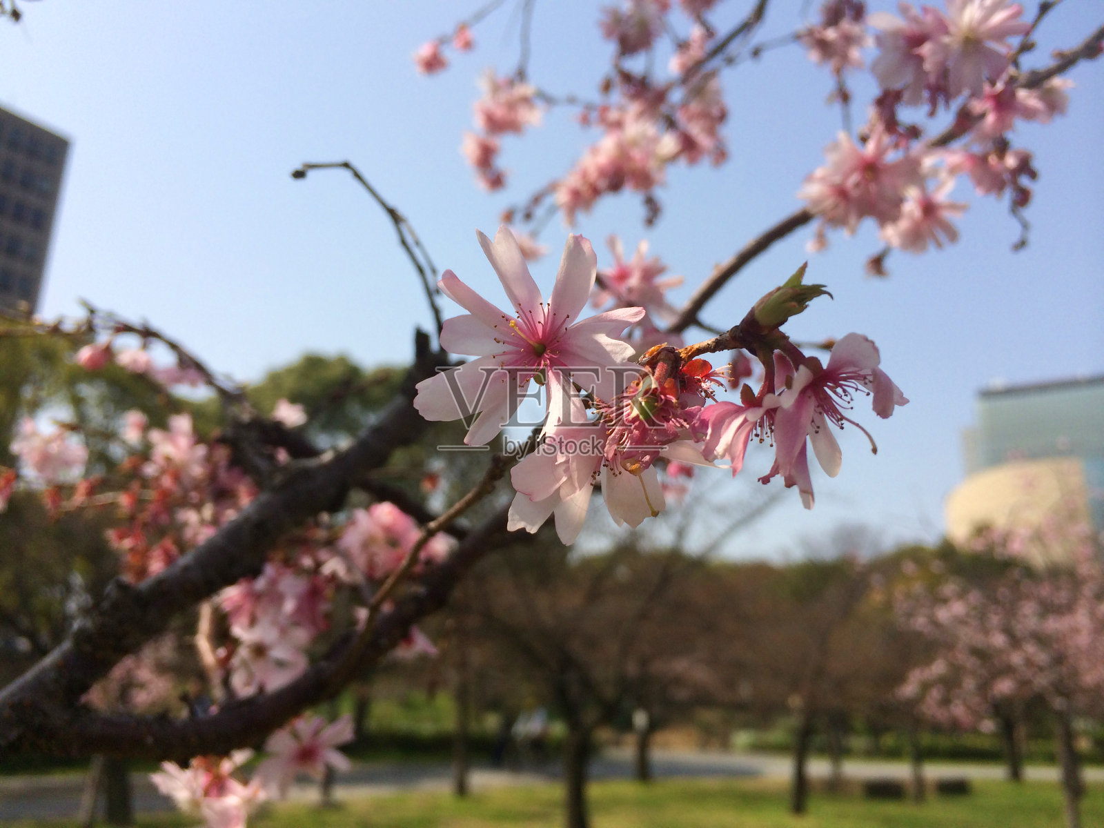 樱花特写照片摄影图片