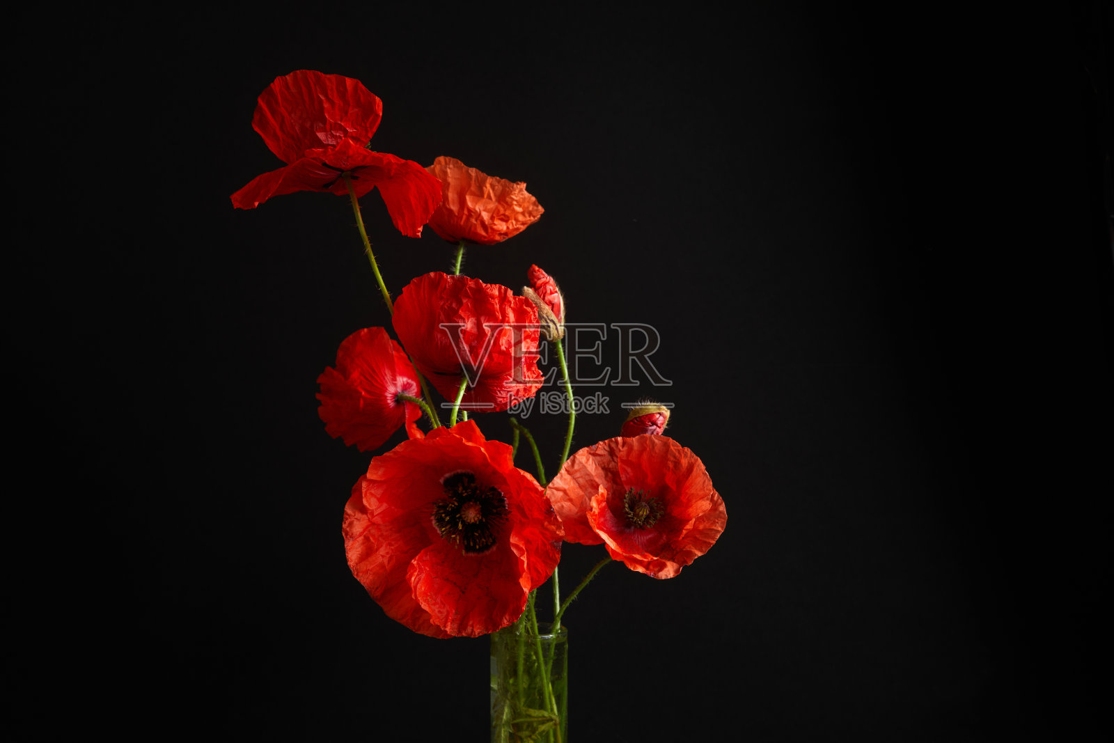 纪念日贺卡。黑色背景下美丽的红色罂粟花。以免我们忘记。照片摄影图片
