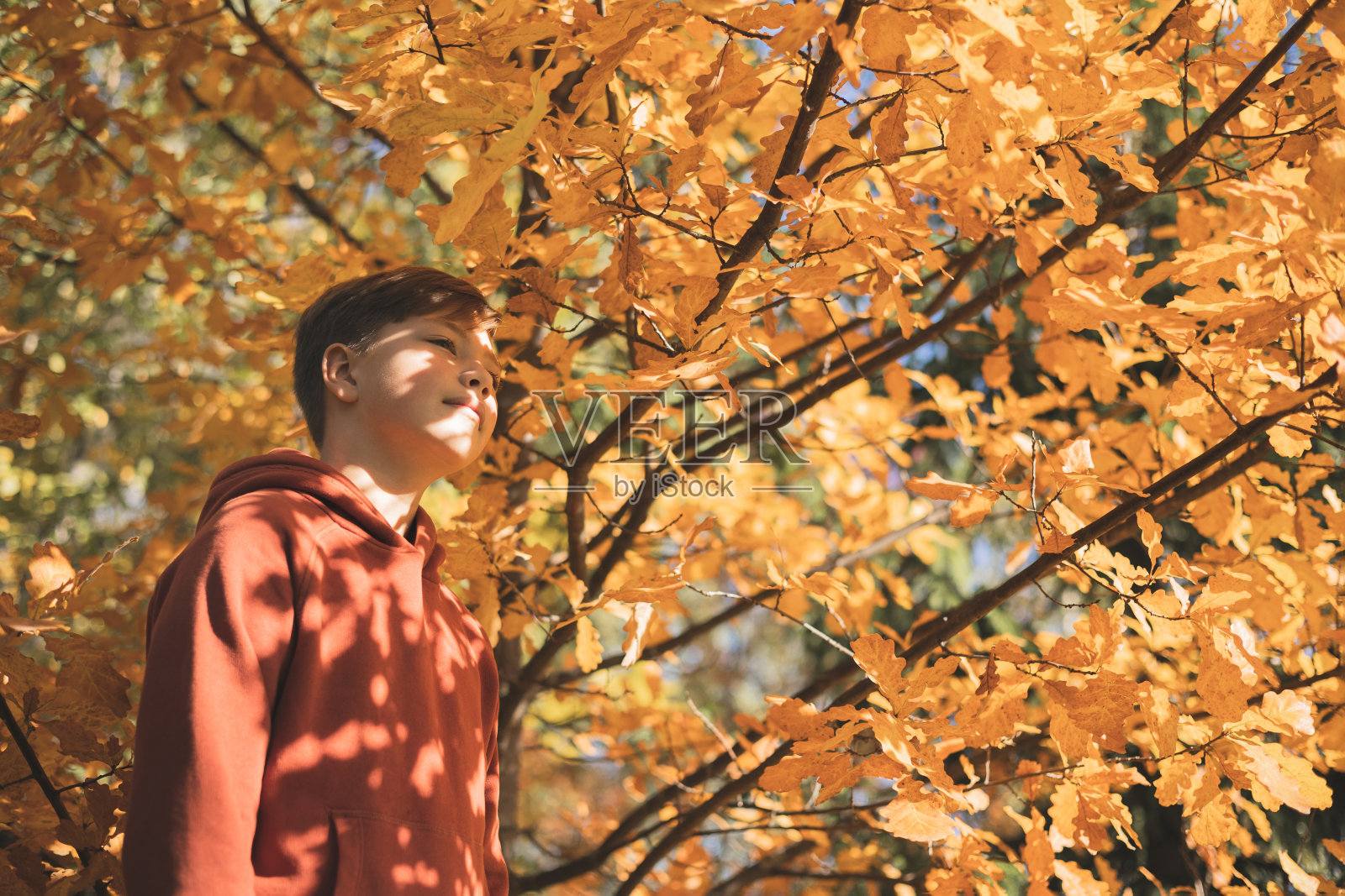 秋天的肖像少年与橡树叶子的阴影户外。秋天树叶。微笑快乐的孩子在大自然中行走。小学生在秋天的公园里玩耍。生活方式照片摄影图片