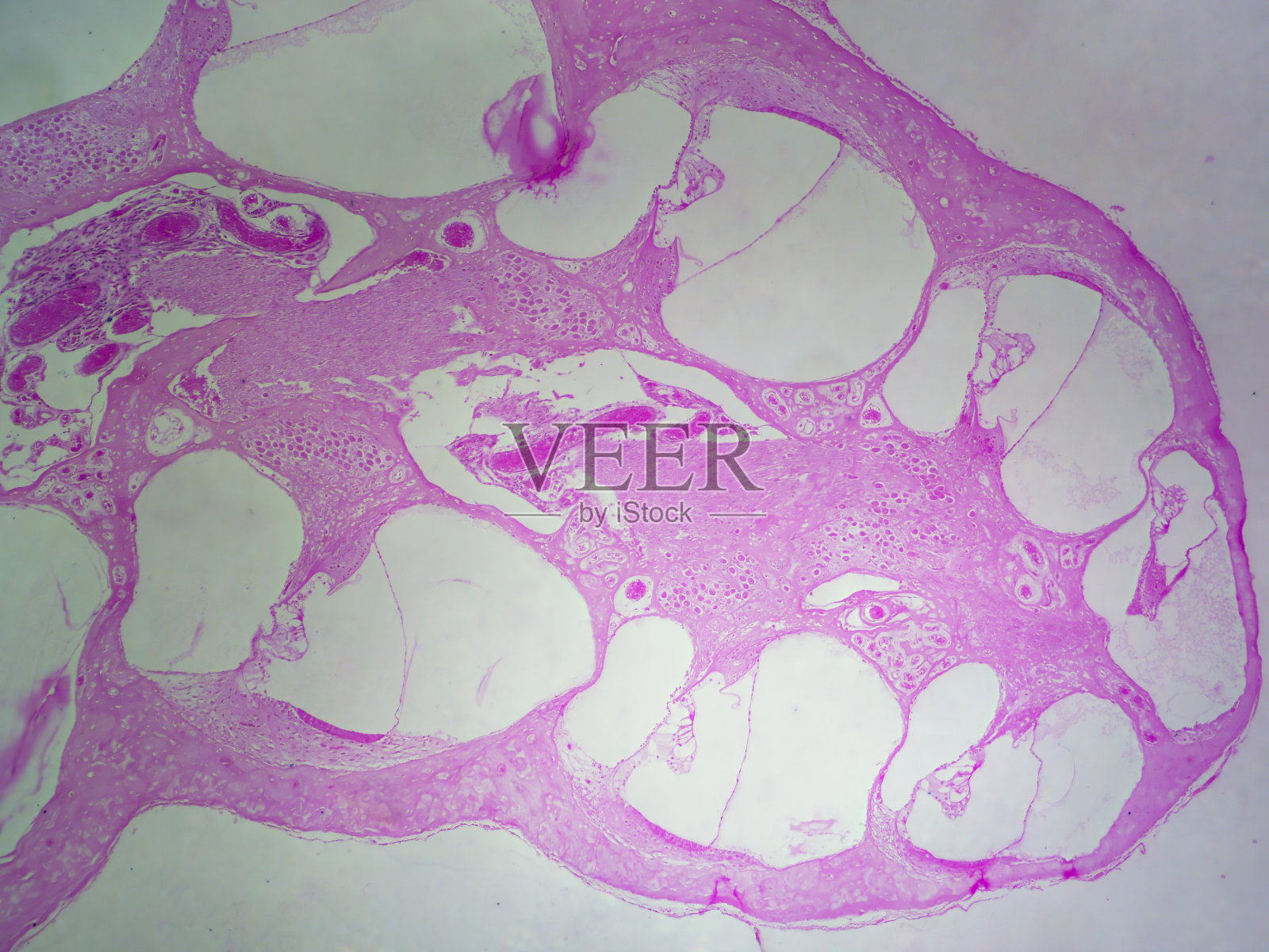 豚鼠耳蜗照片摄影图片