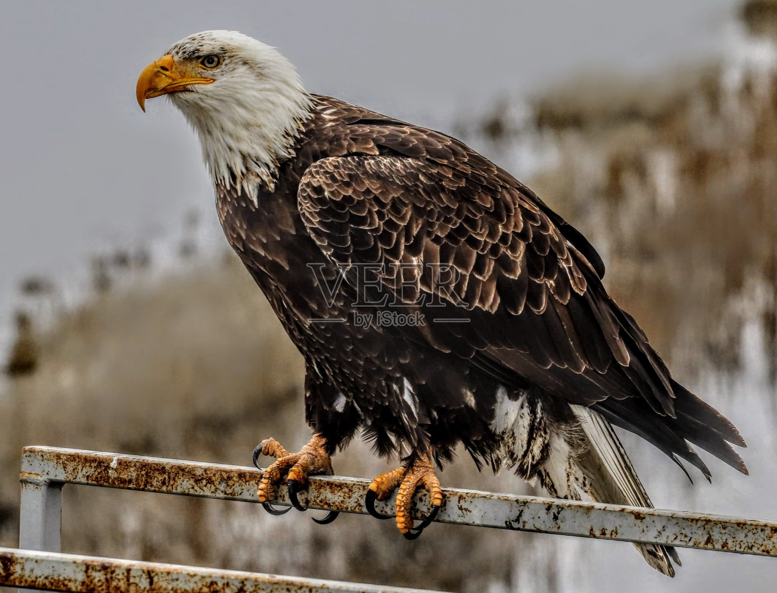 克拉马斯语秃鹰照片摄影图片