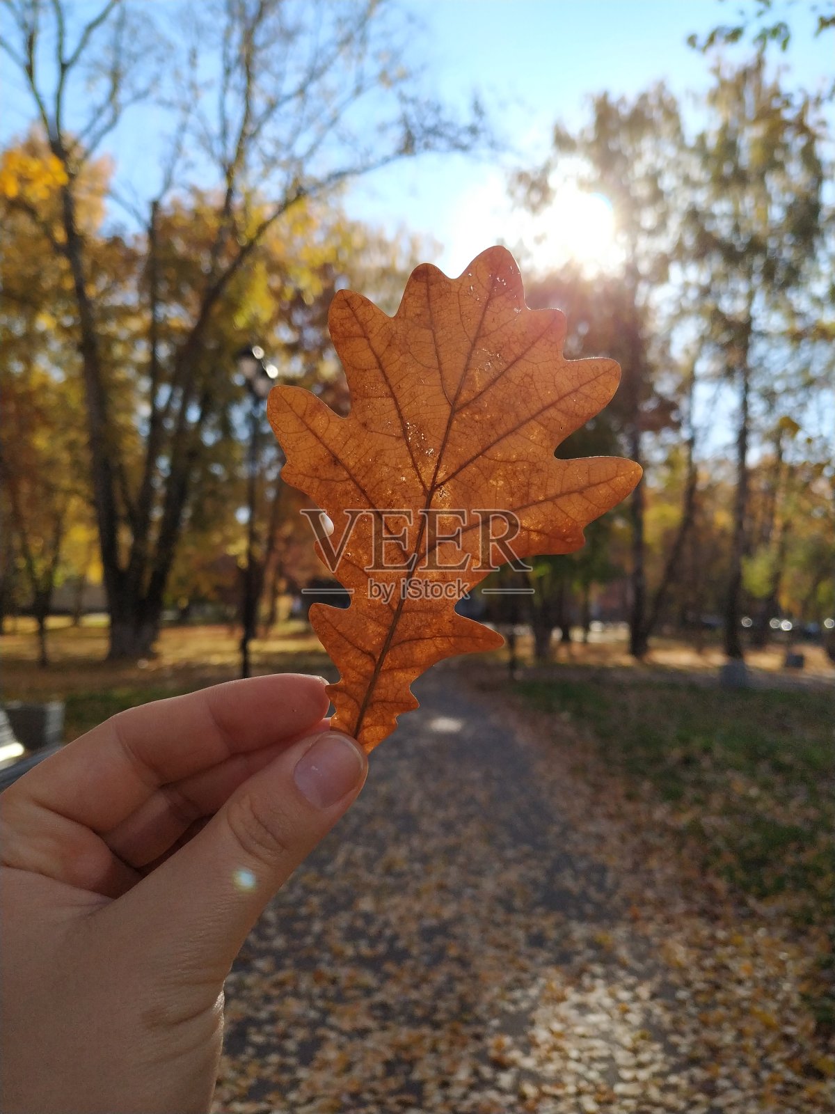 橡木照片摄影图片