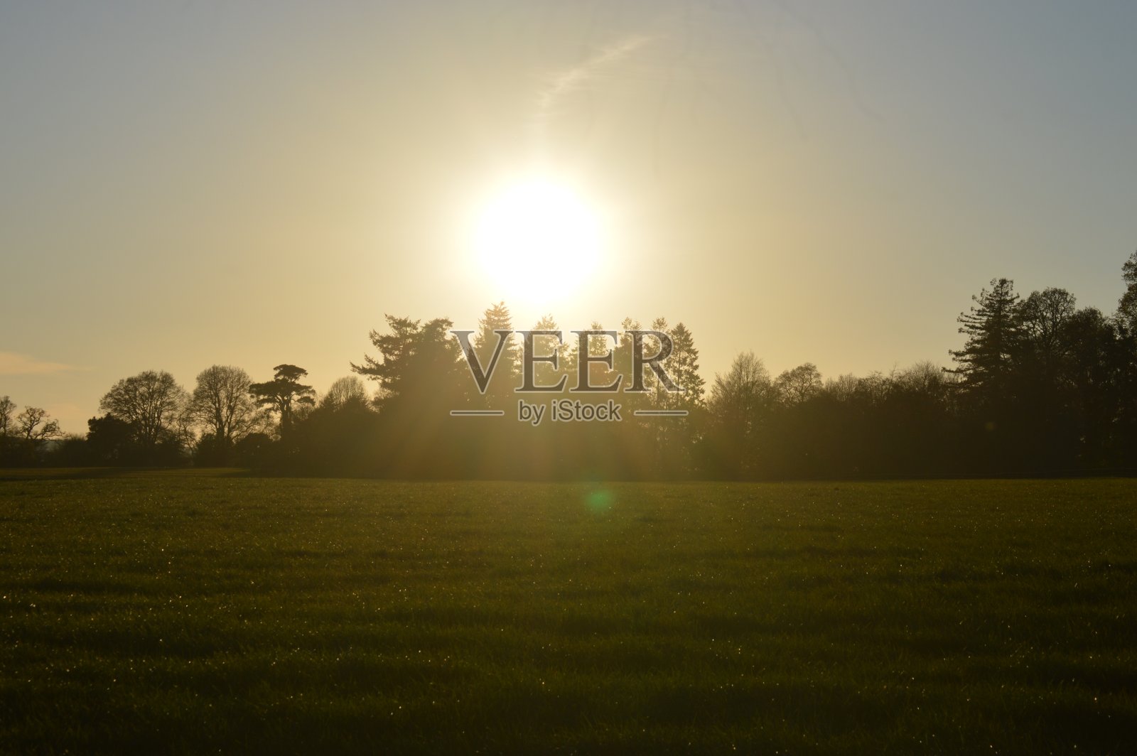 太阳和树木照片摄影图片