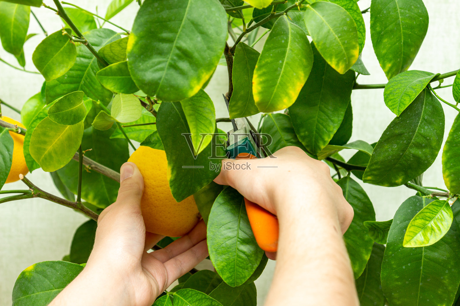 从盆栽柑橘中收获新鲜可口的柠檬。特写的女性手采摘室内生长的柠檬与手修剪。成熟的黄柠檬果和绿叶照片摄影图片