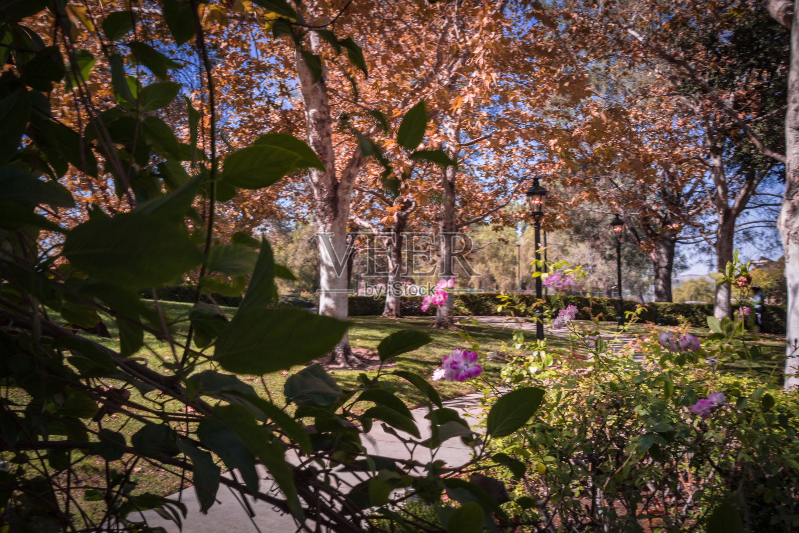 林业照片摄影图片