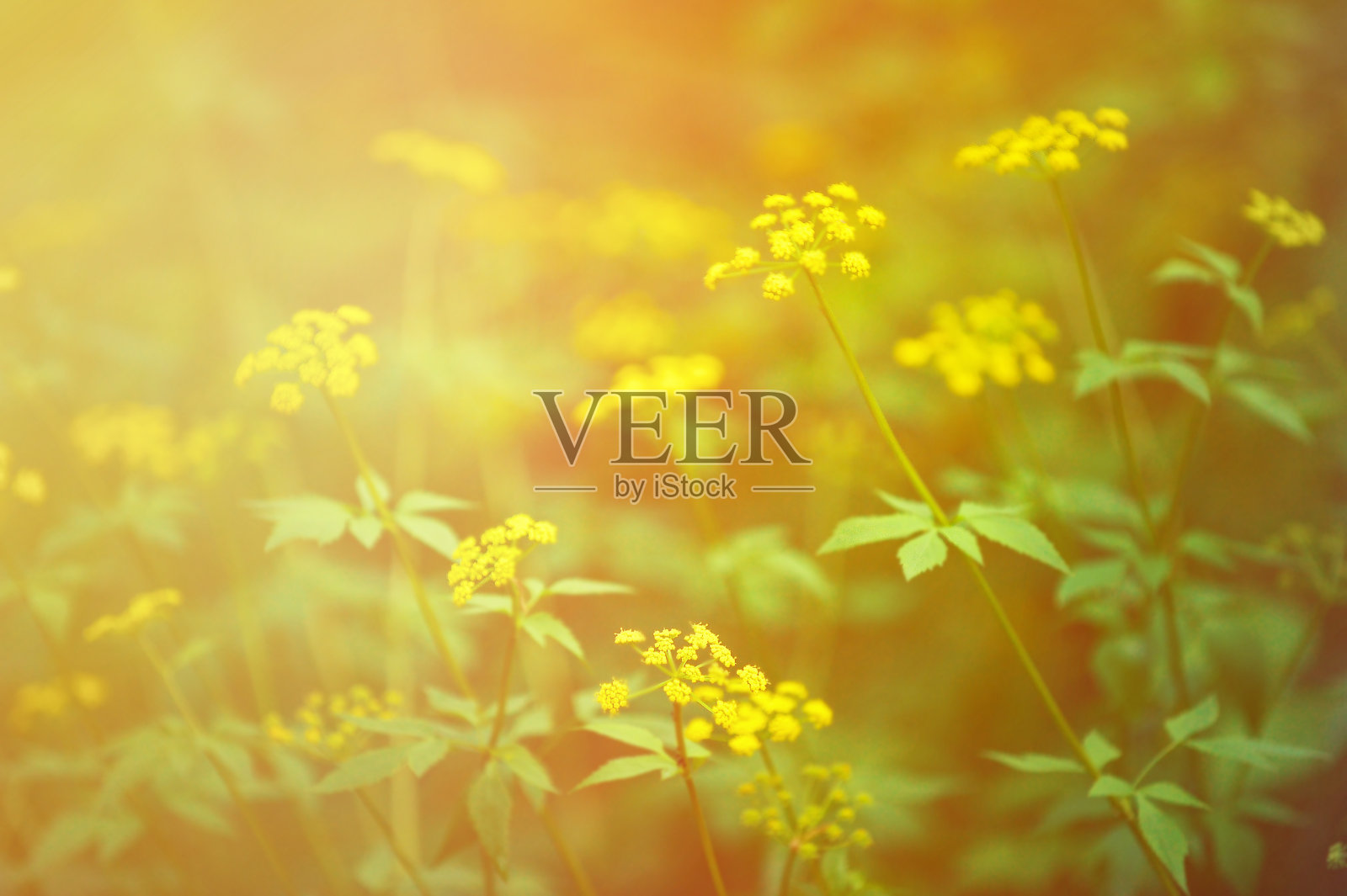 蓍草的花照片摄影图片