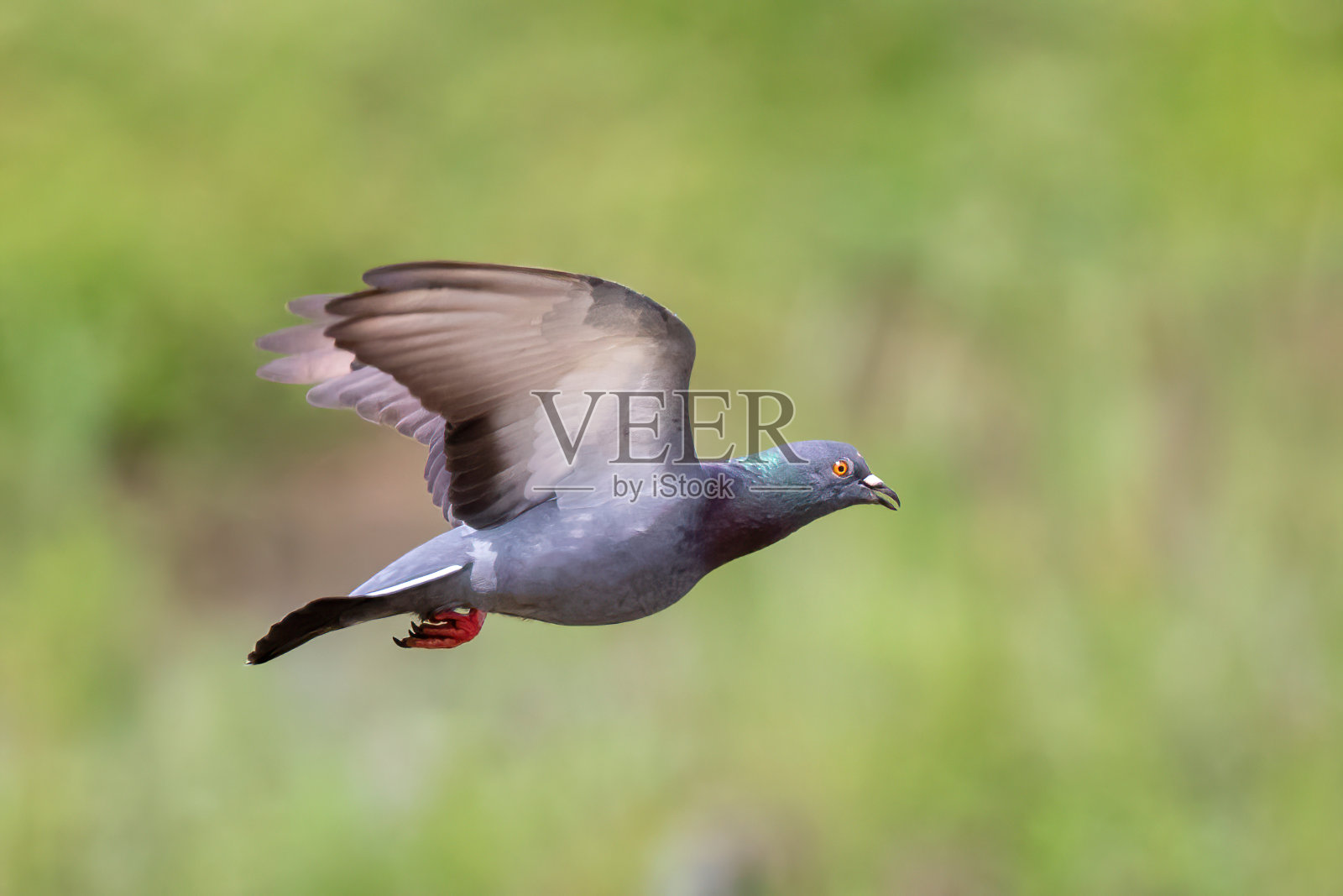鸽子在自然背景上飞行的图像。鸟,动物。照片摄影图片
