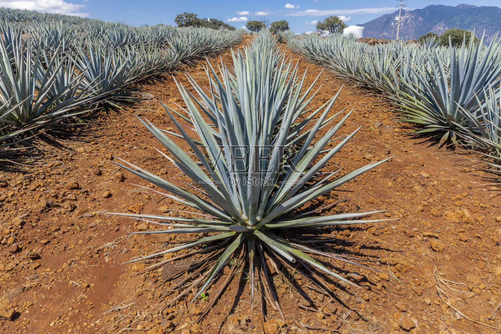 不能是空白照片摄影图片