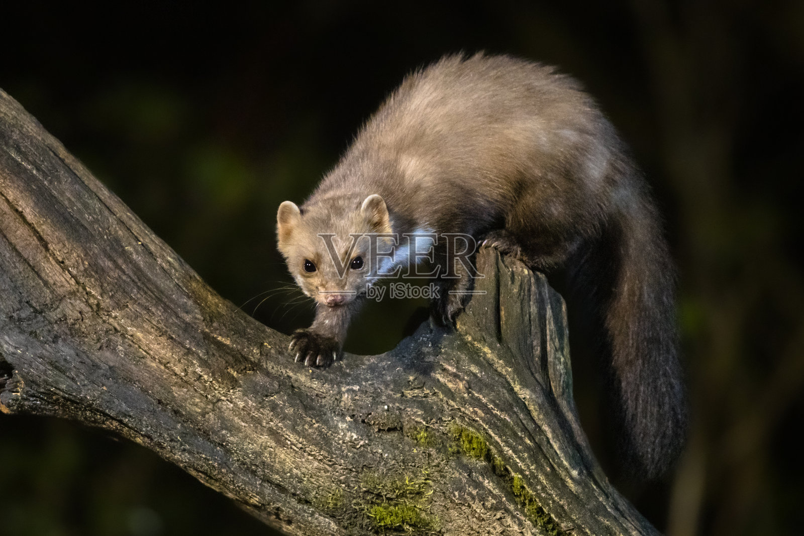 树干上的石貂照片摄影图片