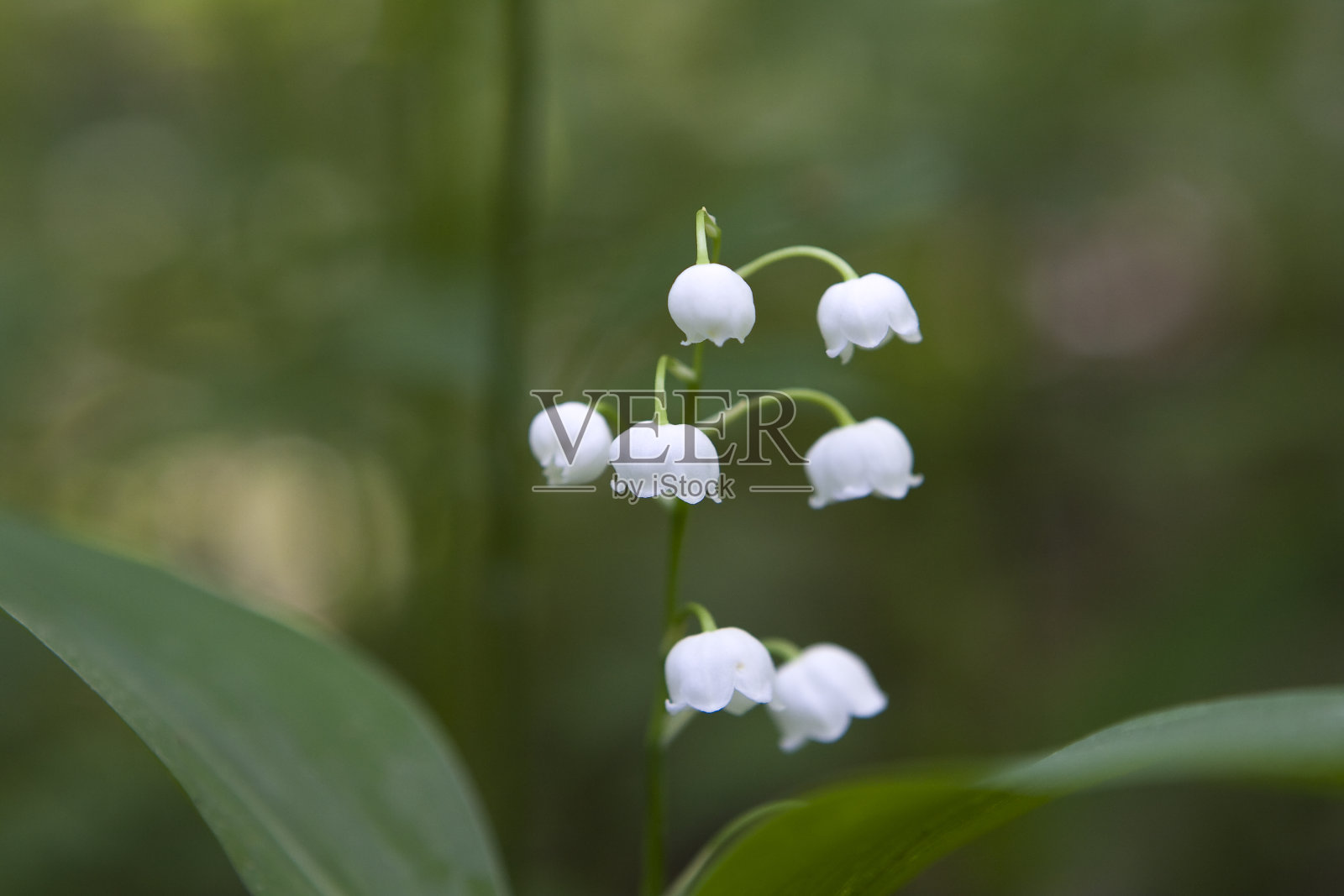 铃兰照片摄影图片