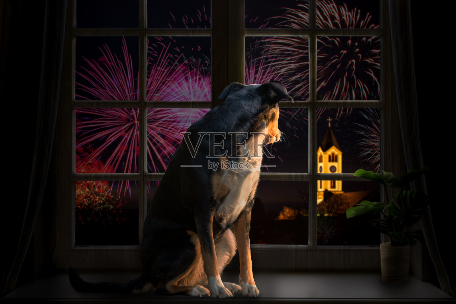 狗望着窗外看烟花照片摄影图片