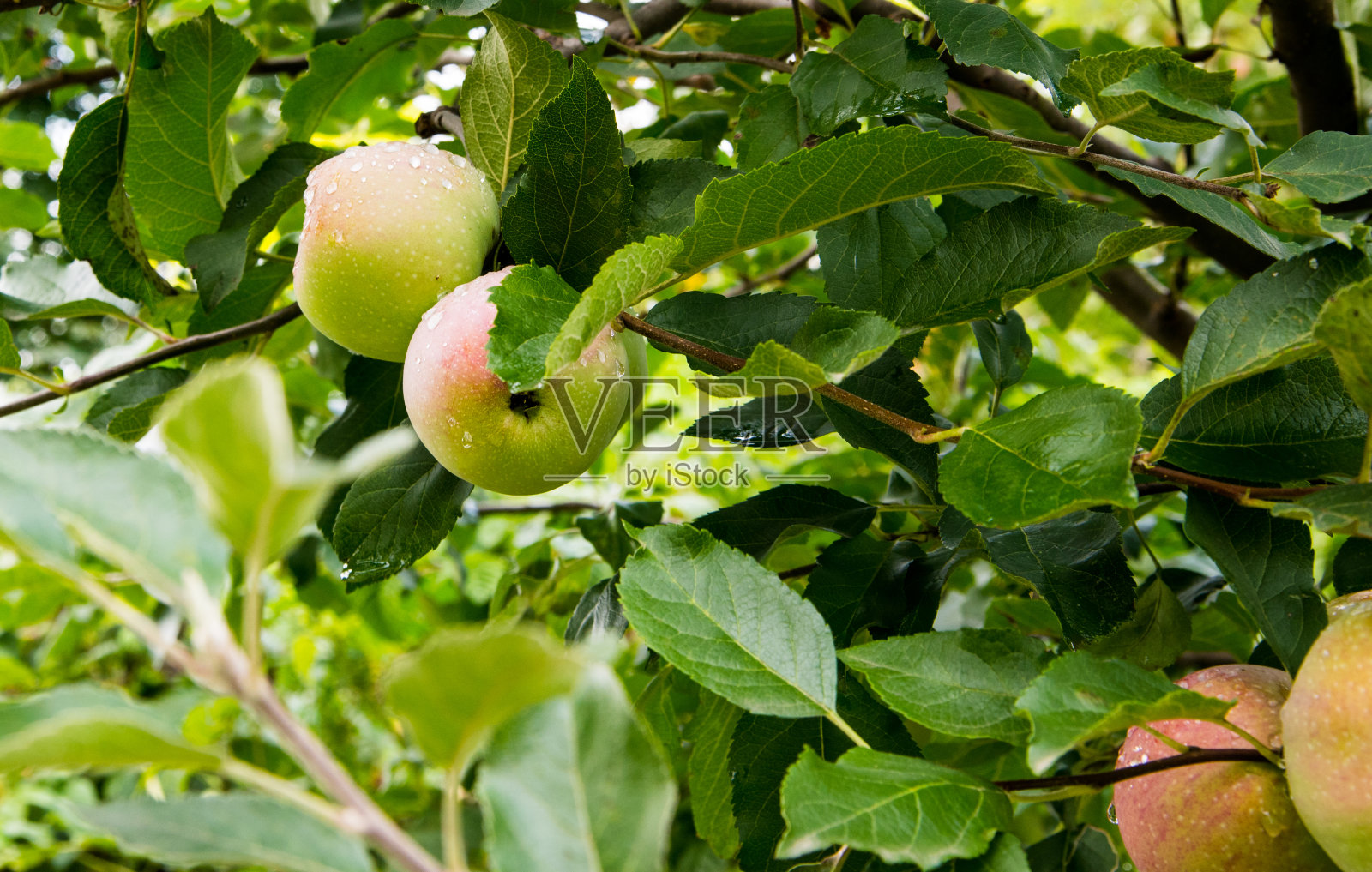 红绿的苹果在树枝上滴着玫瑰，特写，复制空间，自然条件照片摄影图片
