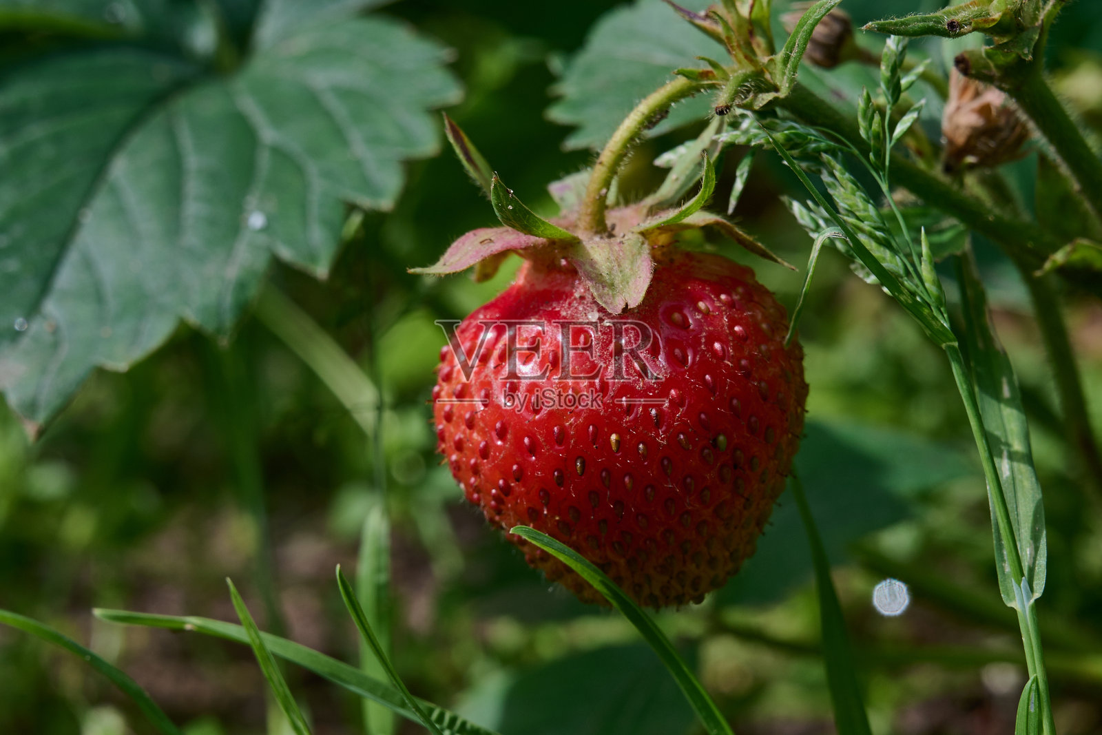 床上巨大的草莓照片摄影图片