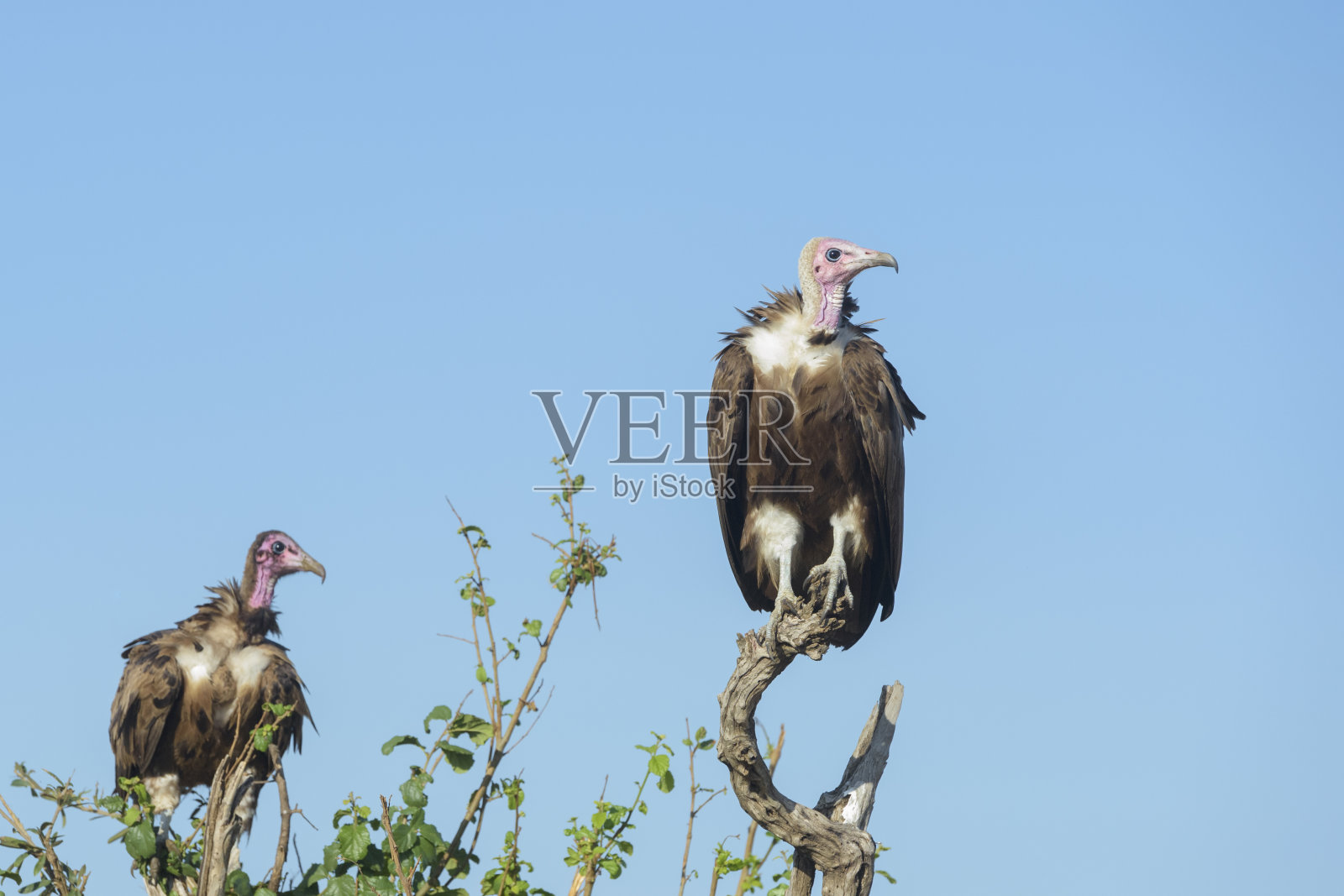戴着镣铐的秃鹰。照片摄影图片