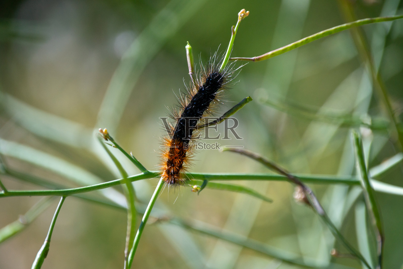 蛾毛虫照片摄影图片