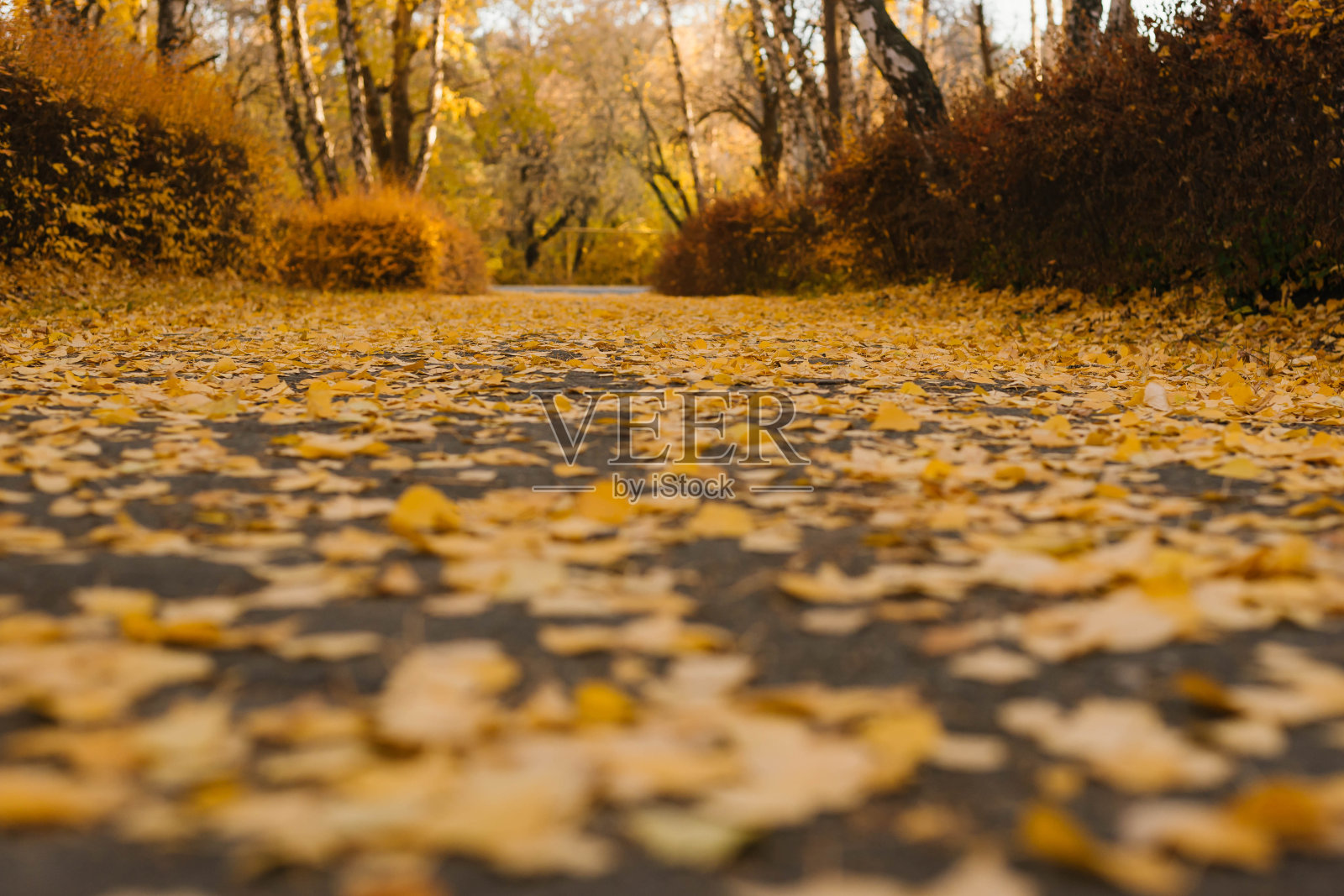 秋叶落在柏油路上，晨光明媚。壁纸照片。照片摄影图片