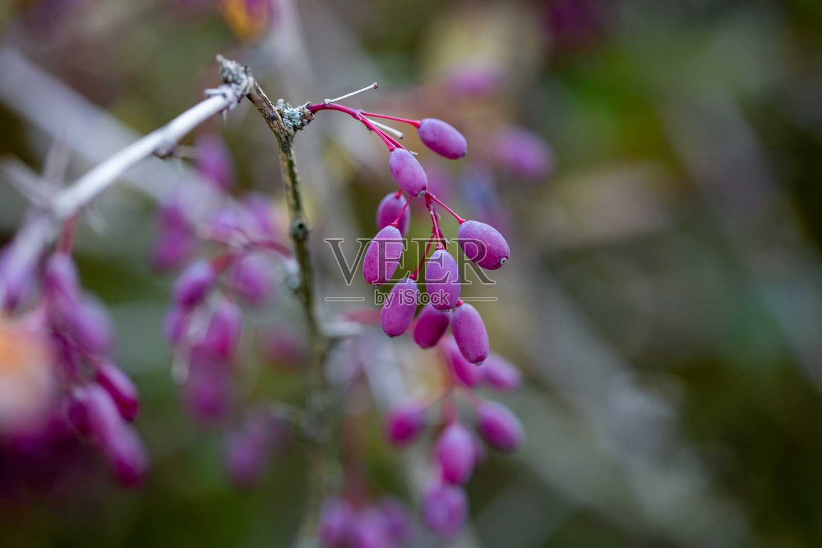 秋天灌木丛树枝上的成熟的巴贝浆果照片摄影图片
