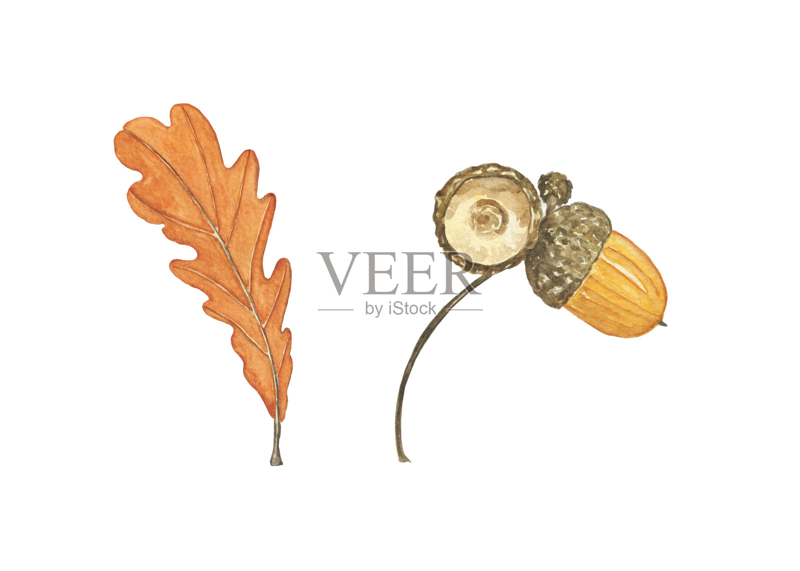 橡树叶和橡子孤立在白色的背景上。水彩手绘插图。水彩画棕色秋叶和坚果。完美的打印，卡片。插画图片素材