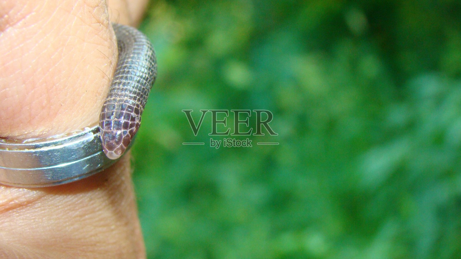 形似蠕虫的蛇：森林中检查蠕虫蛇的异域兽医照片摄影图片