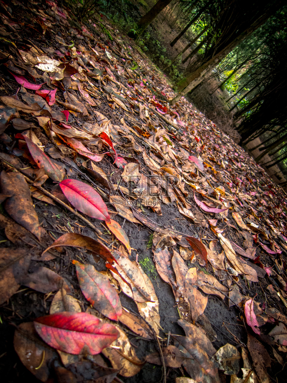 地面上的红叶，背景是树木照片摄影图片