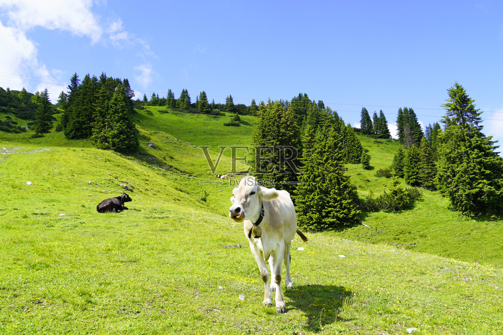 奥地利Hahnenkamm山上牧场上戴着牛铃的母牛。照片摄影图片