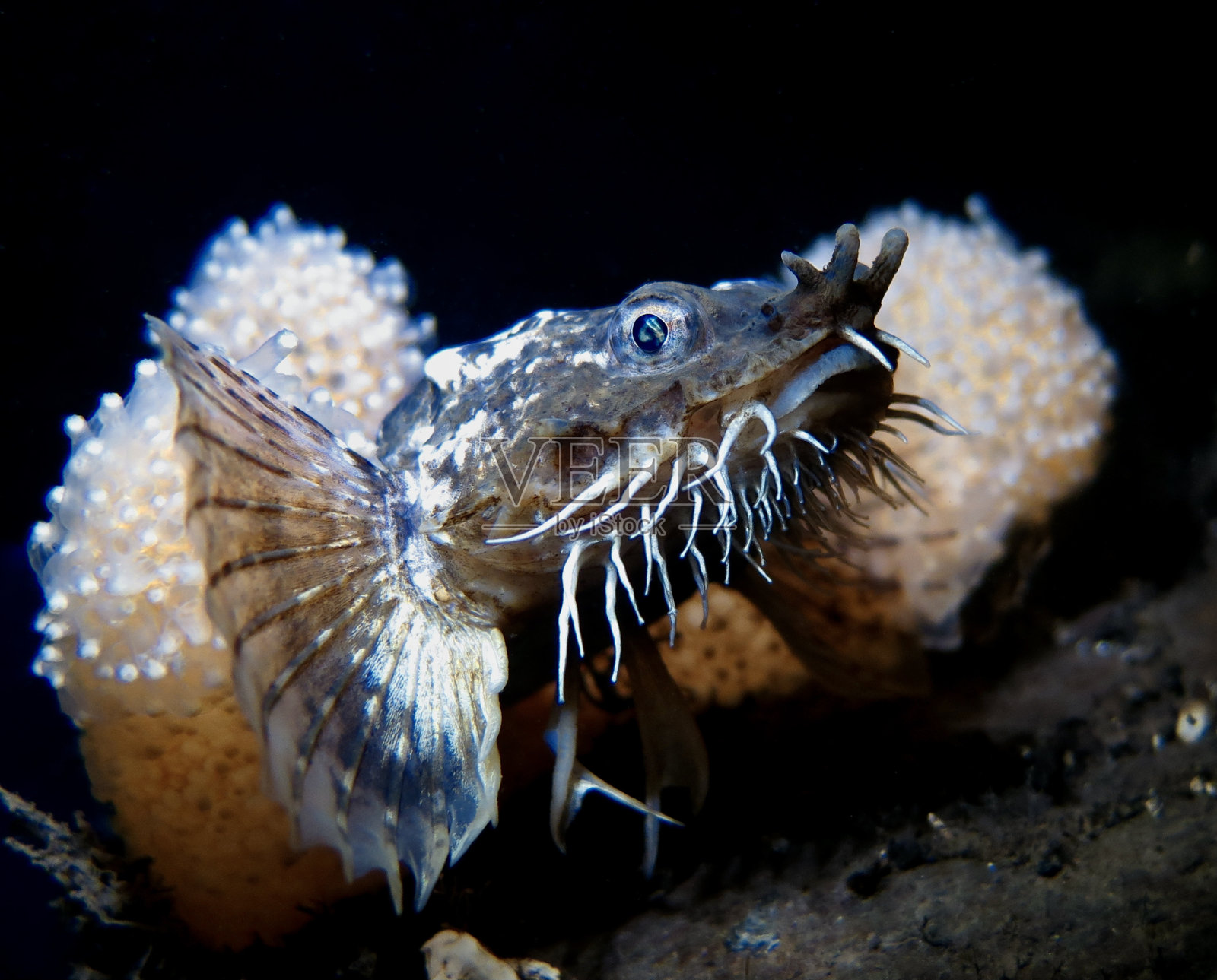 在挪威海的黑水里特写大阿古纳斯照片摄影图片
