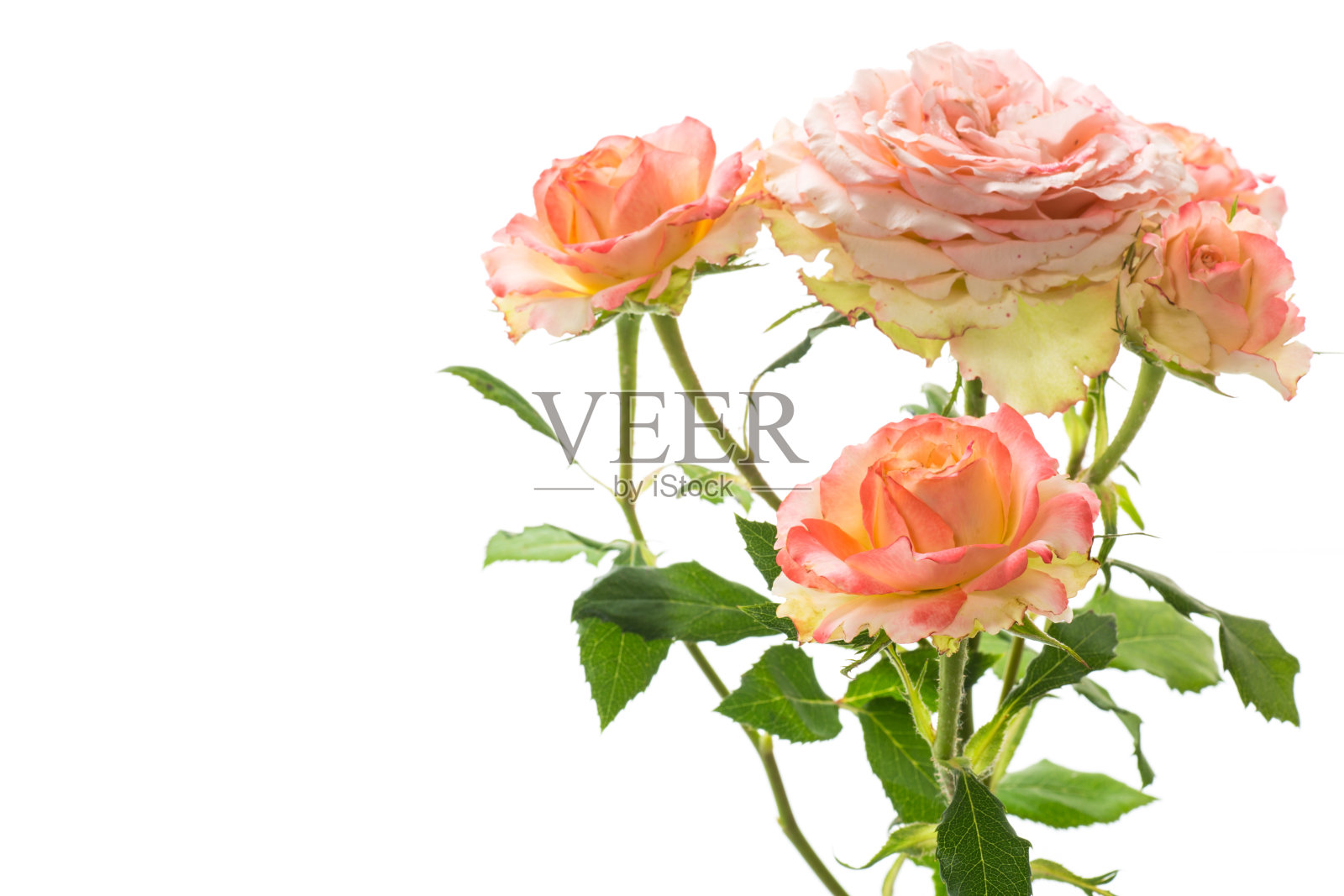 一束美丽的玫瑰孤立在白色照片摄影图片