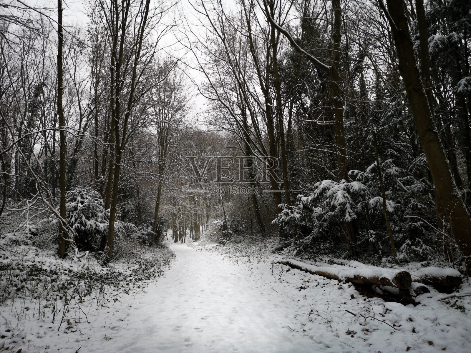 冬季森林照片摄影图片