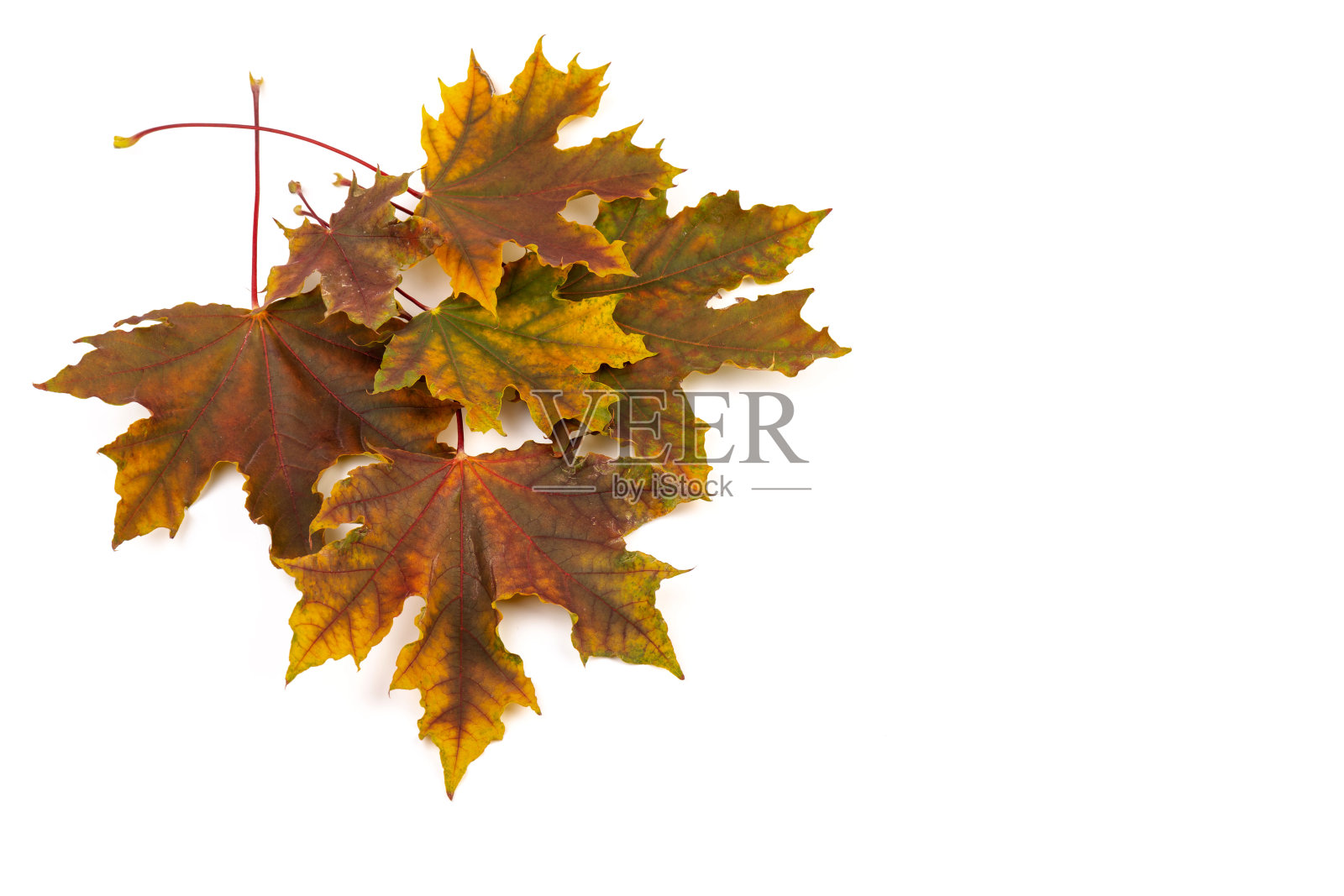 在白色的背景上给秋天的枫叶着色。照片摄影图片