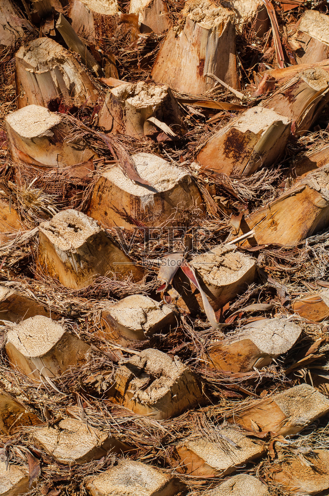 棕褐色树皮的棕榈树，自然背景照片摄影图片