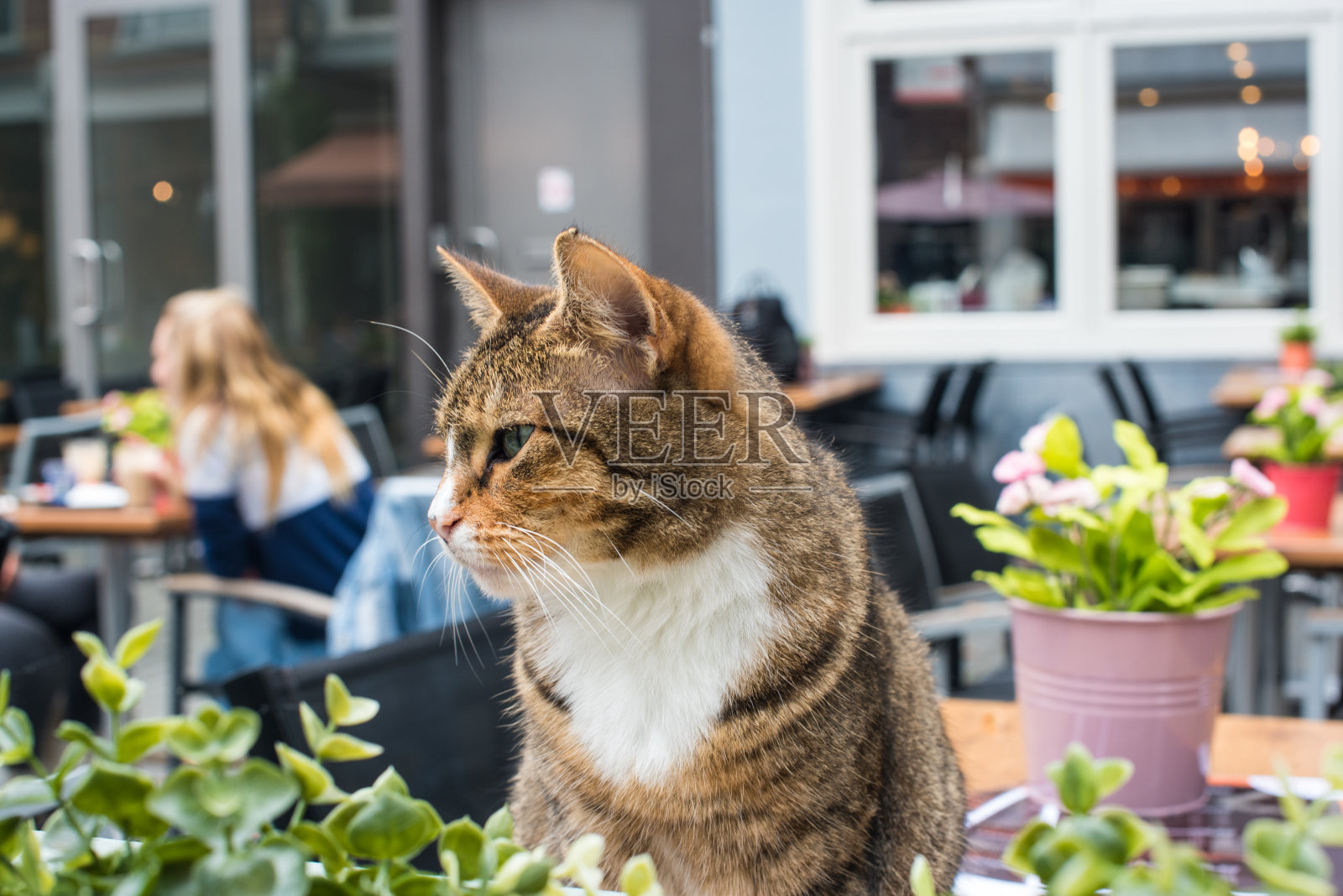 花园里的猫照片摄影图片