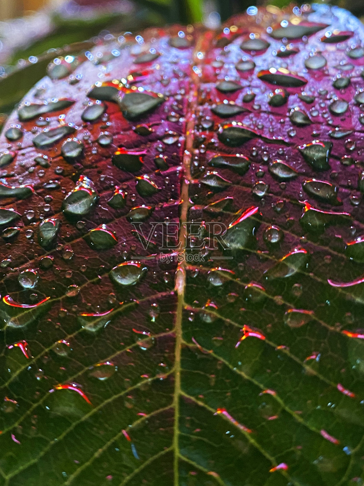 绿色巴豆叶的全帧图像，水滴附着在光滑的叶子表面反射电光，聚焦前景照片摄影图片