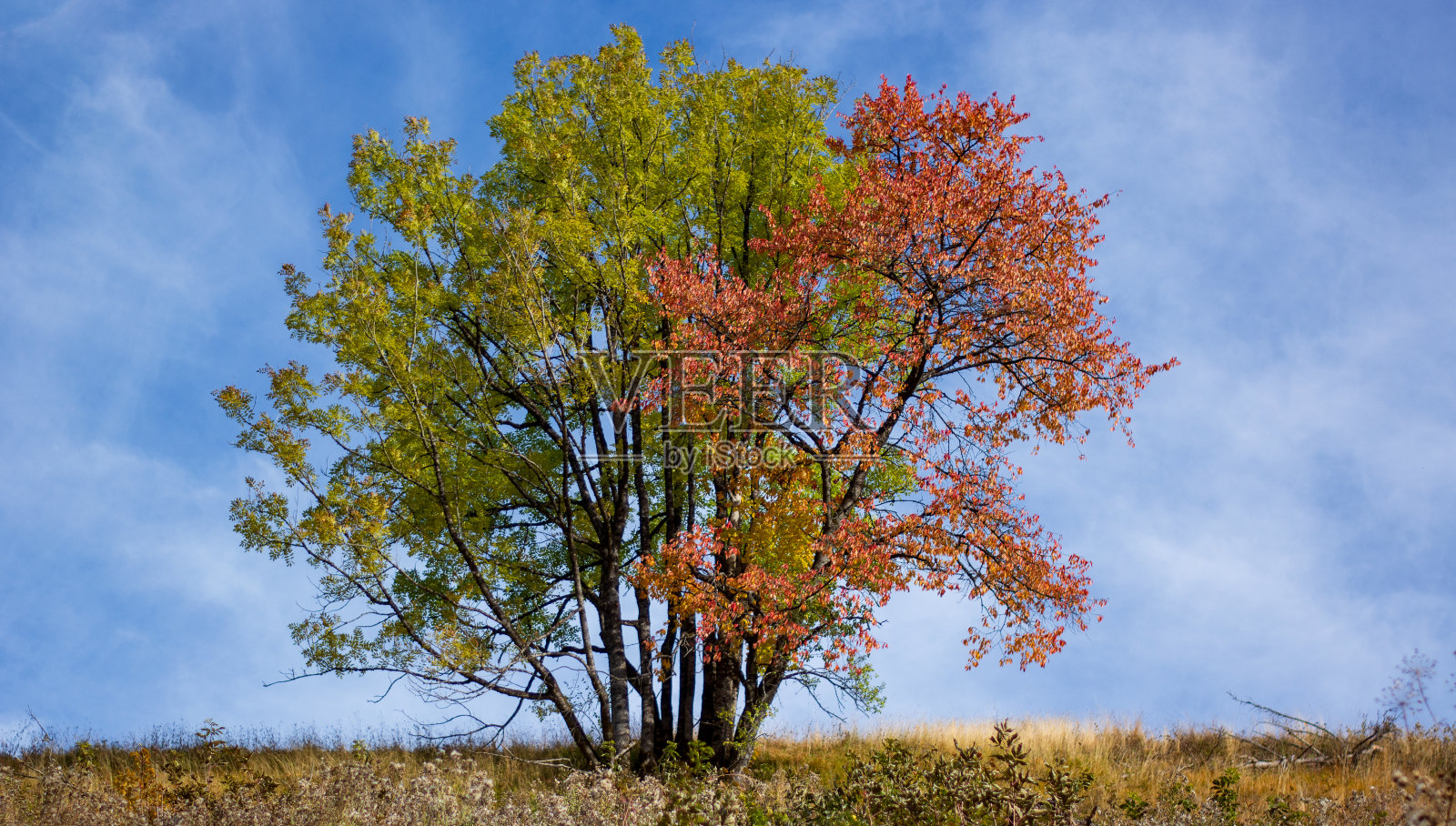 一棵黄叶树和一棵红叶树在日落时相互拥抱照片摄影图片