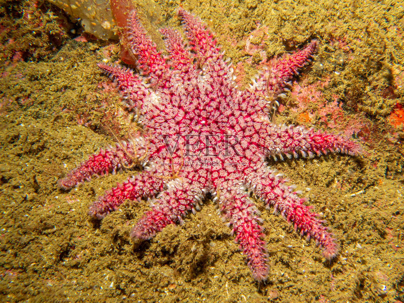 这是一张普通日星的特写照片，它是一种海星，又名海星，属于太阳星科。图片来自瑞典的天气群岛照片摄影图片