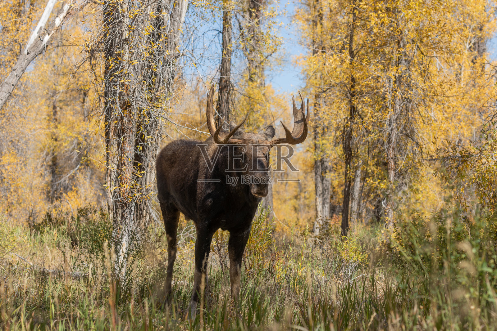 公牛西拉斯驼鹿在怀俄明州的秋天拉特照片摄影图片