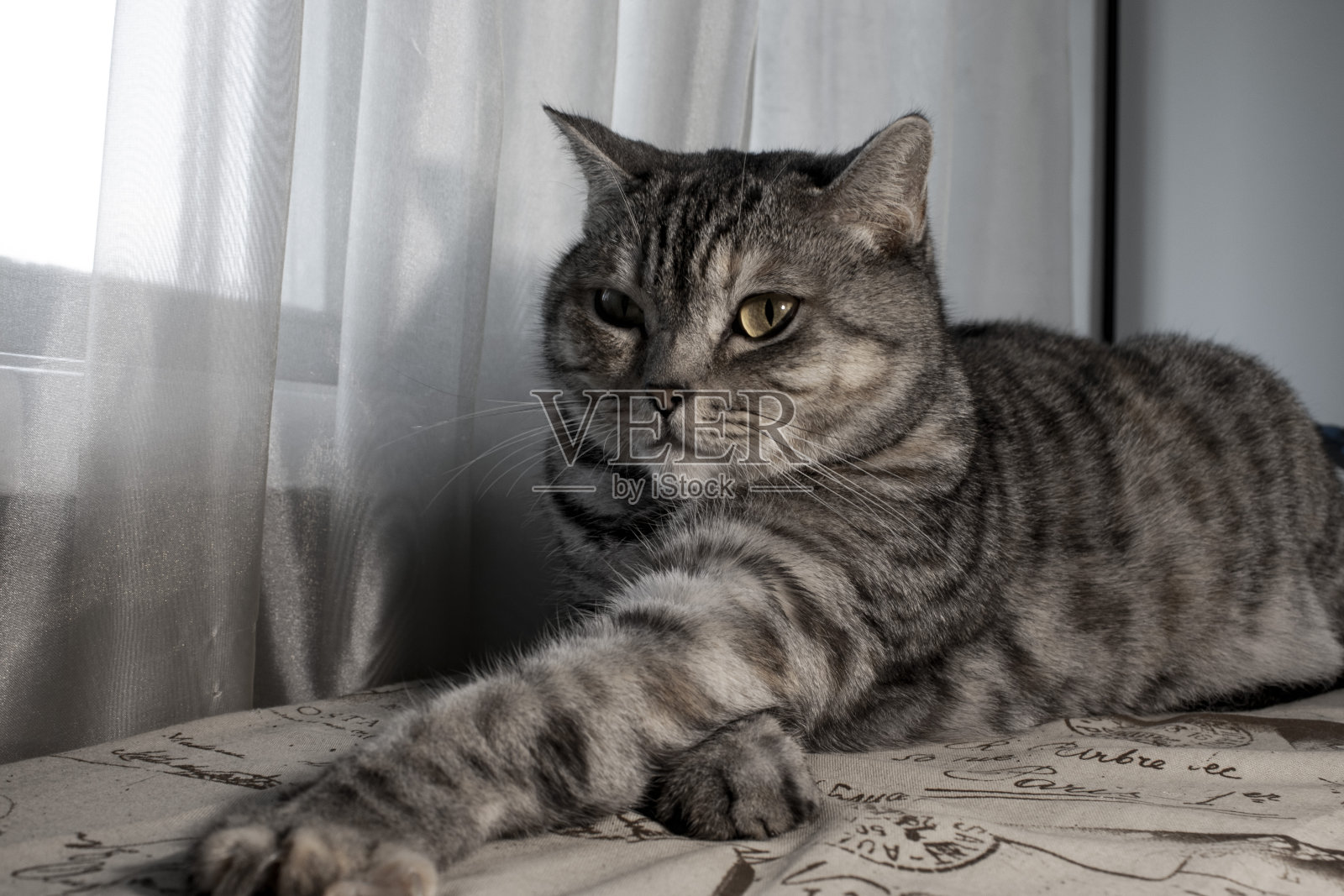 灰色的大眼睛的猫。猫在公寓里。照片摄影图片