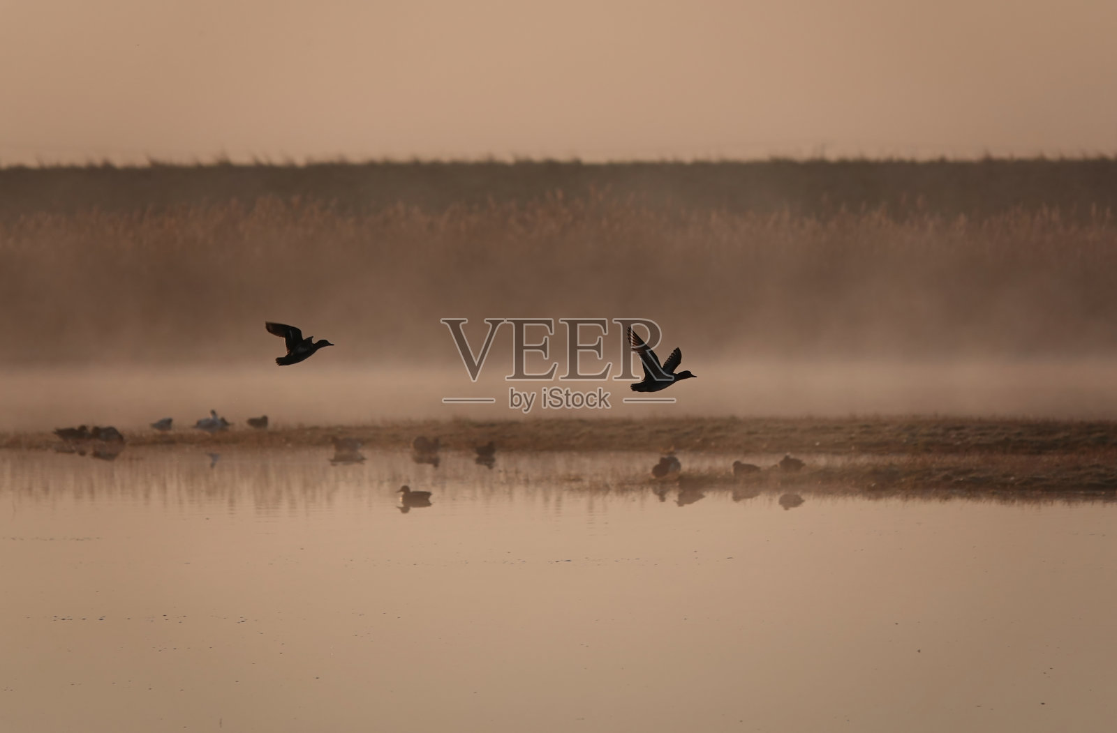一个美丽的清晨大气的观点，鸟低飞在水面上，当薄雾从一个湖在黎明。照片摄影图片