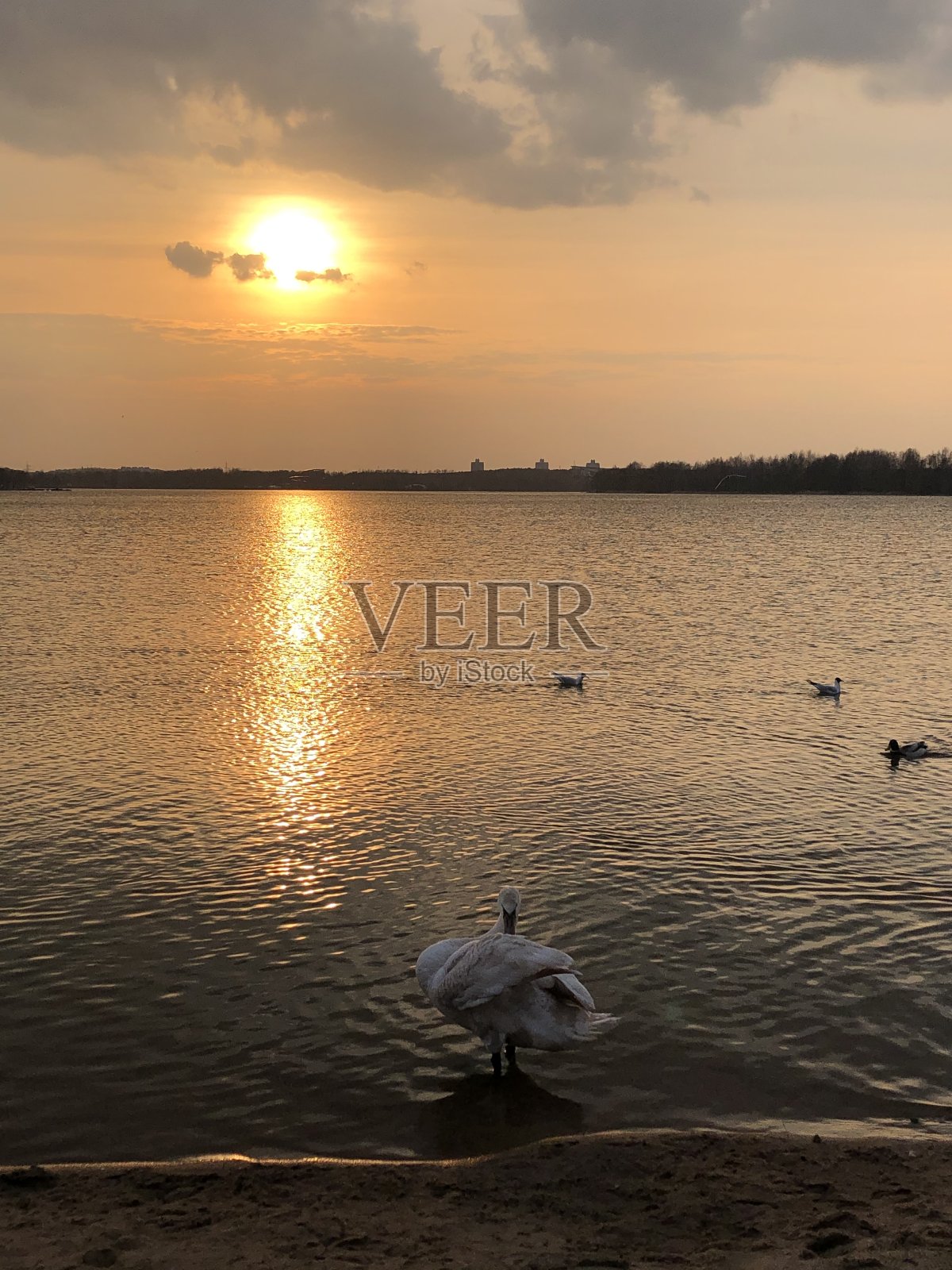 鸭子和天鹅照片摄影图片