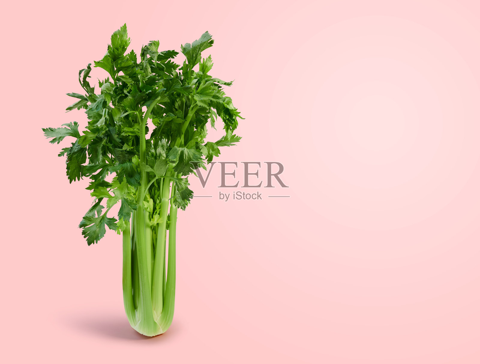 新鲜芹菜在粉红色的背景与复制空间照片摄影图片