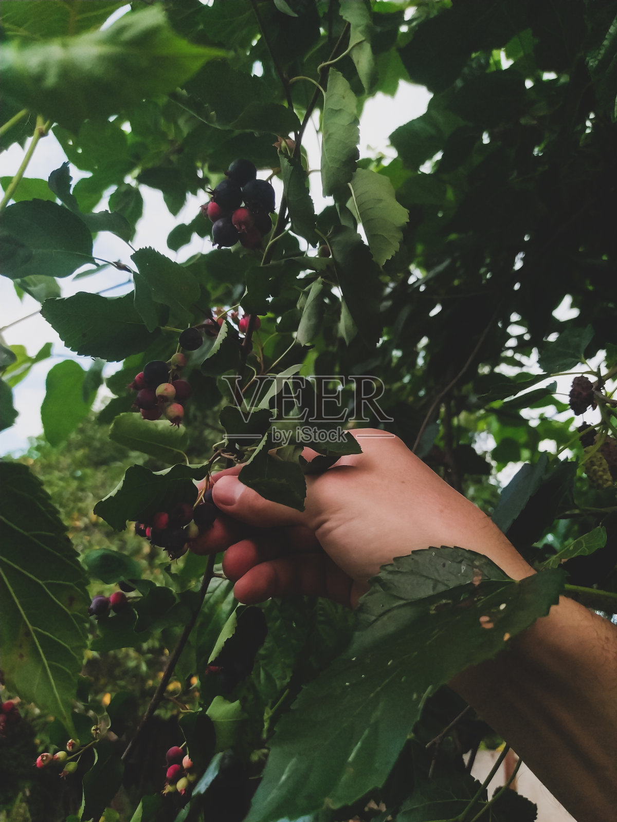 在夏天，从农场的树枝上手工采摘有机遮荫果或irga照片摄影图片