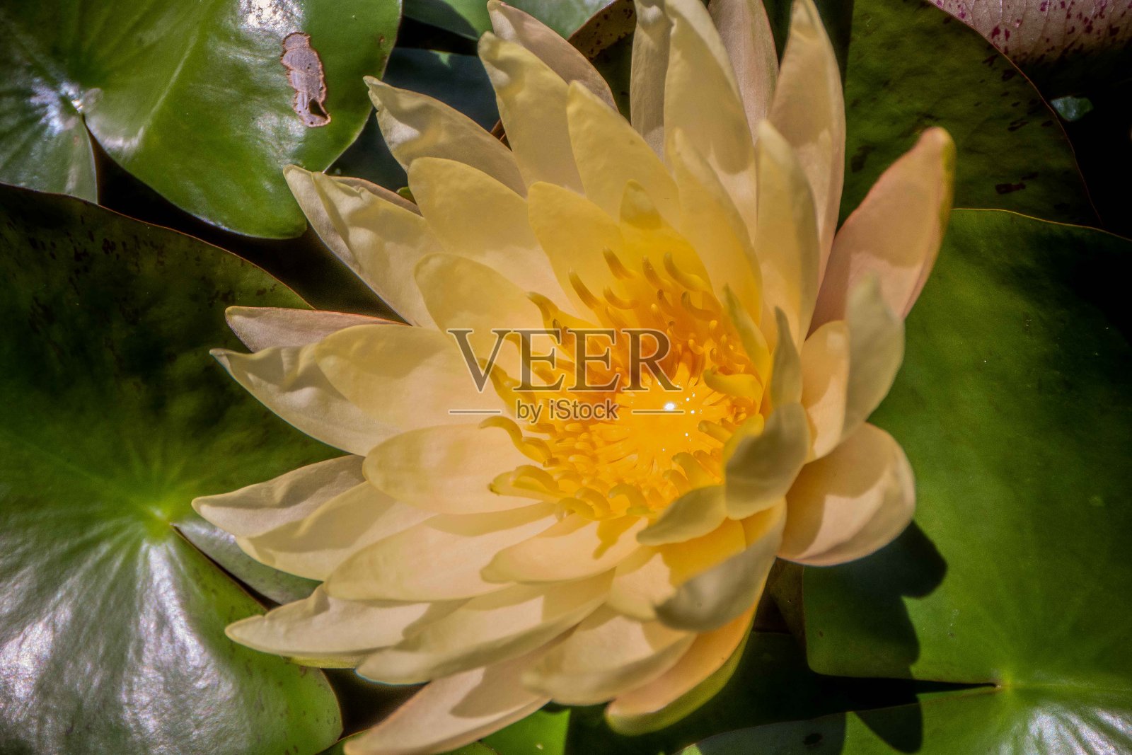 黄色的睡莲花，有绿色的叶子照片摄影图片