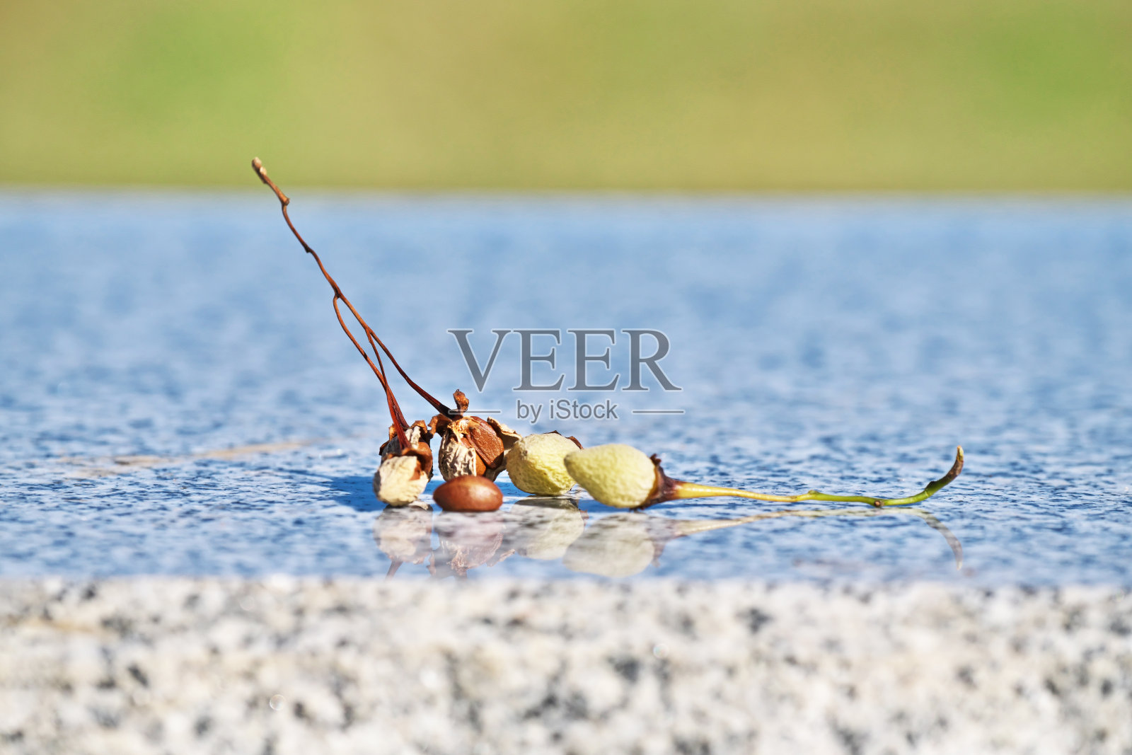 日本安息香照片摄影图片