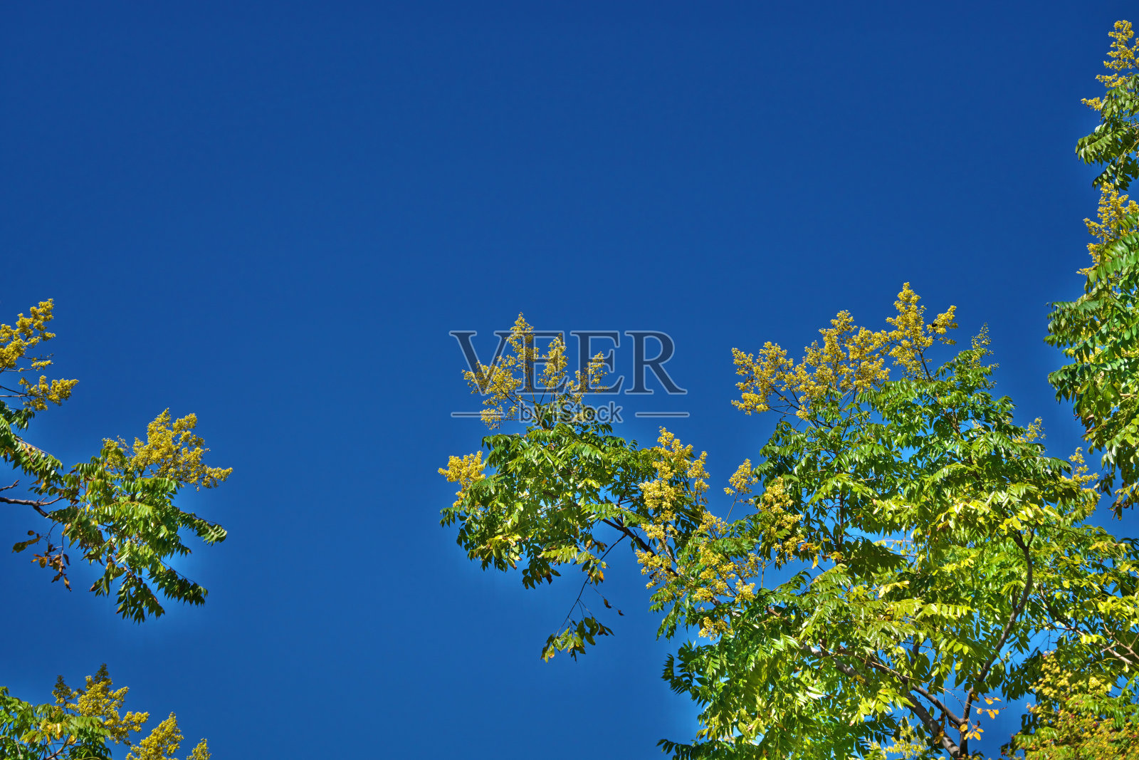 台湾栾树照片摄影图片