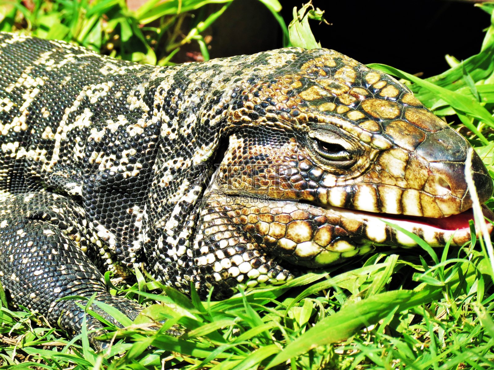 西红柿，西红柿，梅里纳热或萨尔瓦热。照片摄影图片